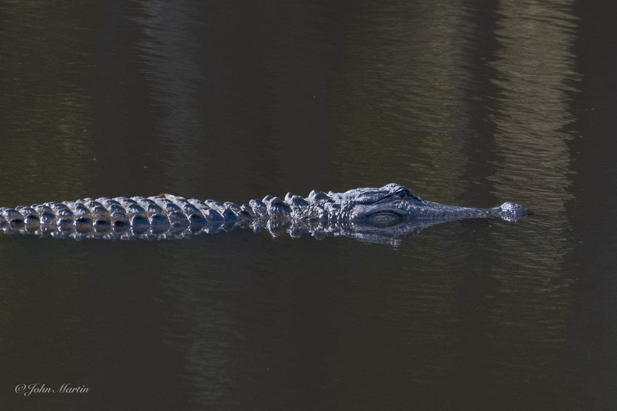 Alligator Mortality Project: Fishing Tackle Injuries · iNaturalist