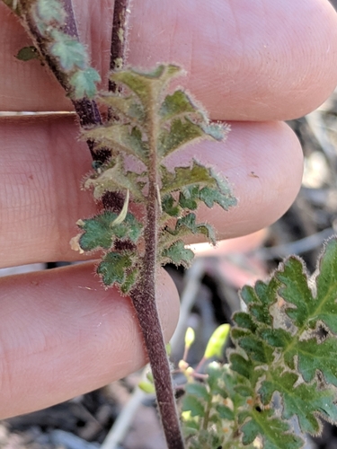 Image of Phacelia infundibuliformis by (c) Alison Northup, some rights reserved (CC BY)