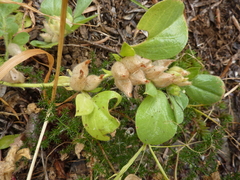 Tripodion tetraphyllum