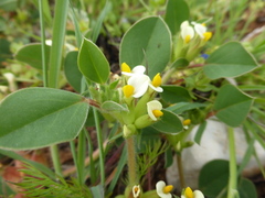 Tripodion tetraphyllum