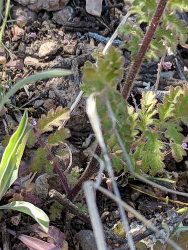 Image of Phacelia infundibuliformis by (c) Alison Northup, some rights reserved (CC BY)