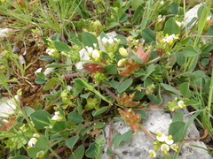 Tripodion tetraphyllum