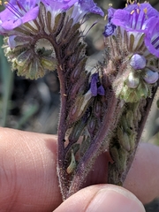 Phacelia infundibuliformis