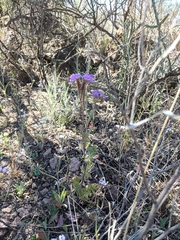 Phacelia infundibuliformis