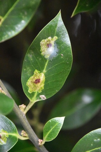 European Holly Leafminer