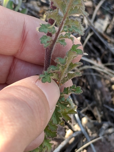 Image of Phacelia infundibuliformis by (c) Alison Northup, some rights reserved (CC BY)