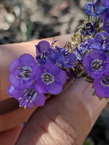 Image of Phacelia infundibuliformis by (c) Alison Northup, some rights reserved (CC BY)
