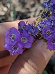 Phacelia infundibuliformis