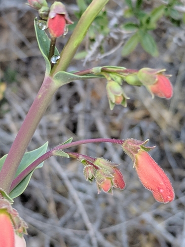 Image of Big Bend Beardtongue (Penstemon havardii) by (c) Alison Northup, some rights reserved (CC BY)