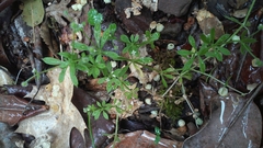 Galium californicum