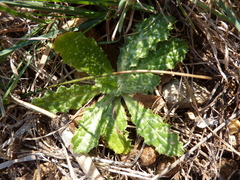 Tyrimnus leucographus