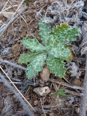 Tyrimnus leucographus