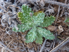 Tyrimnus leucographus