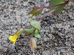 Erythranthe glabrata