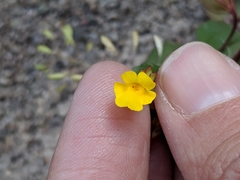 Erythranthe glabrata