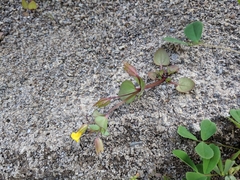 Erythranthe glabrata