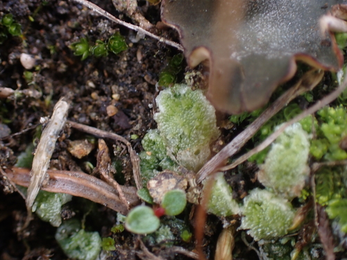 Image of Snow Lungwort (Sauteria alpina) by no rights reserved