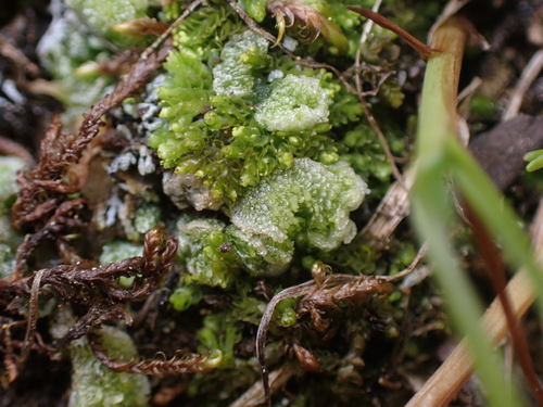 Image of Sauteria alpina by no rights reserved