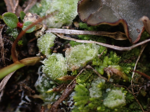 Image of Sauteria alpina by no rights reserved