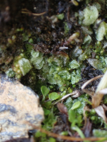 Image of Sauteria alpina by no rights reserved