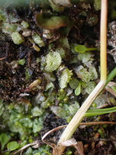 Image of Snow Lungwort by no rights reserved