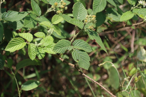 Image of Rubus apetalus by (c) Tony Rebelo, some rights reserved (CC BY-SA)