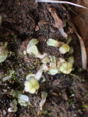 Snow Lungwort (Sauteria alpina)