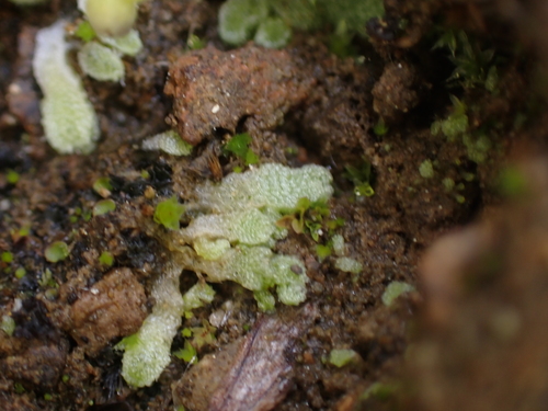 Image of Snow Lungwort by no rights reserved