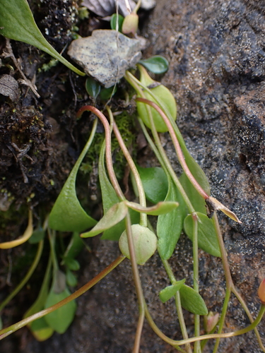 Image of Claytonia sarmentosa by no rights reserved