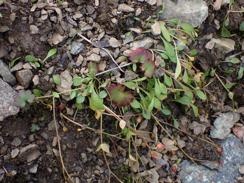 Image of Claytonia sarmentosa by no rights reserved