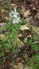 Lithophragma heterophyllum