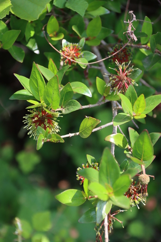 Image of Cephalanthus natalensis by (c) Tony Rebelo, some rights reserved (CC BY-SA)