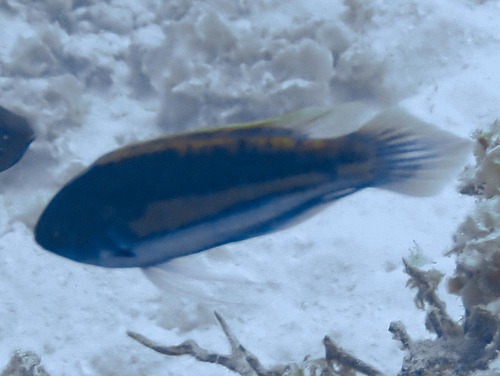 Cirrhilabrus luteovittatus observed 2023-10-15