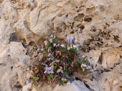 Viola arborescens