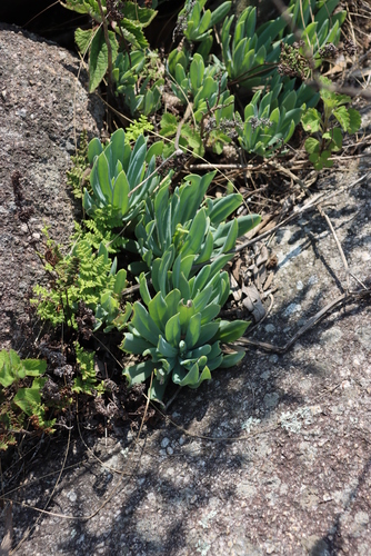 Kleinia galpinii, photograph 4