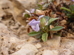 Viola arborescens