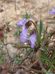 Viola arborescens