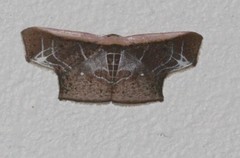 Tessarotis rubrata