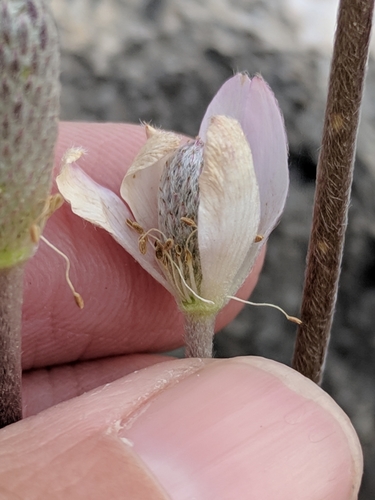 Image of Anemone okennonii by (c) Alison Northup, some rights reserved (CC BY)