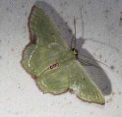 Metallochlora lineata