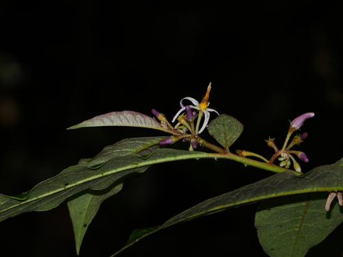 Solanum costatum