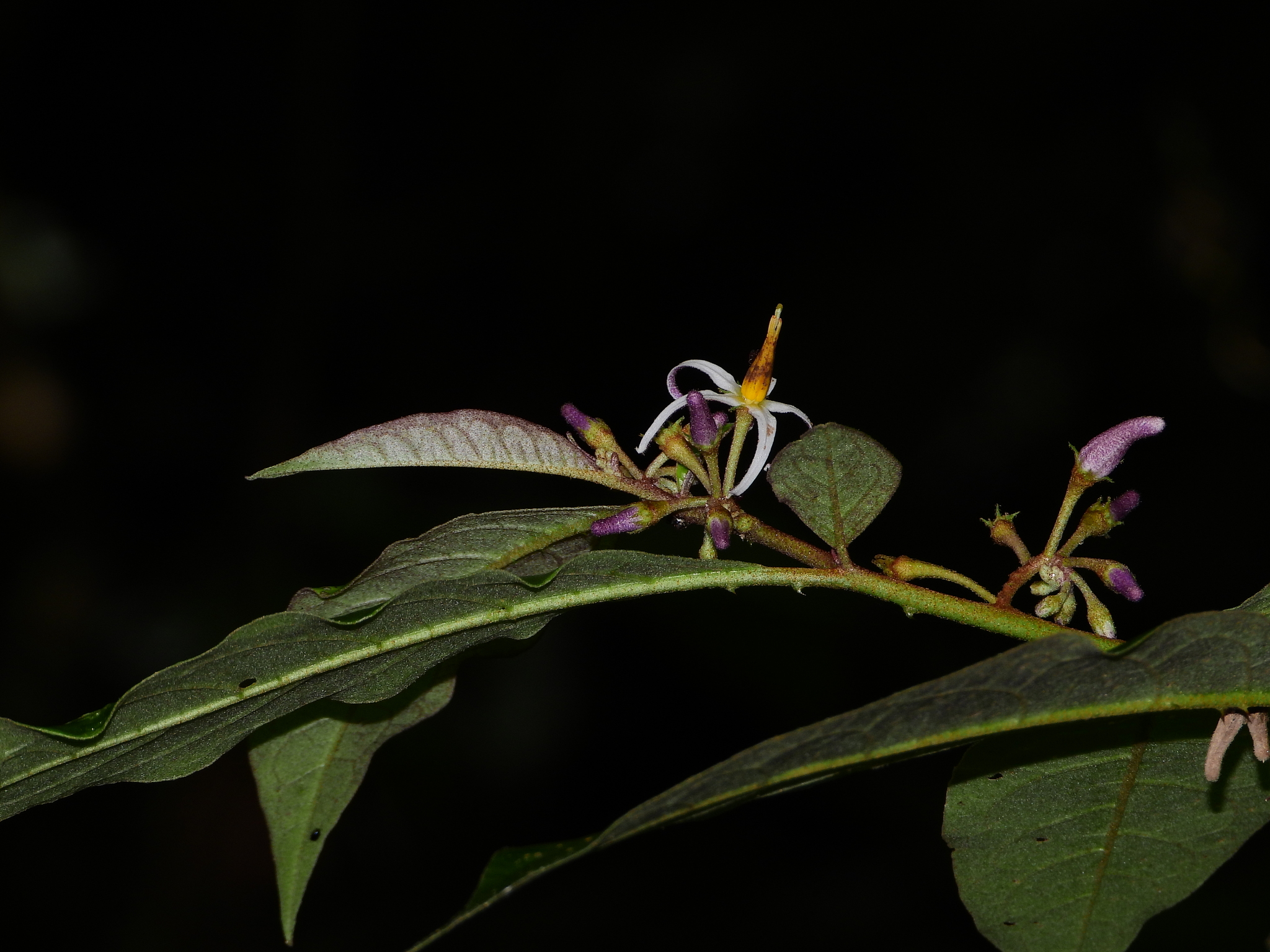 Solanum costatum