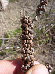 Vitex agnus-castus