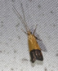 Crocanthes micradelpha