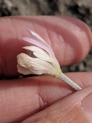 Anemone okennonii