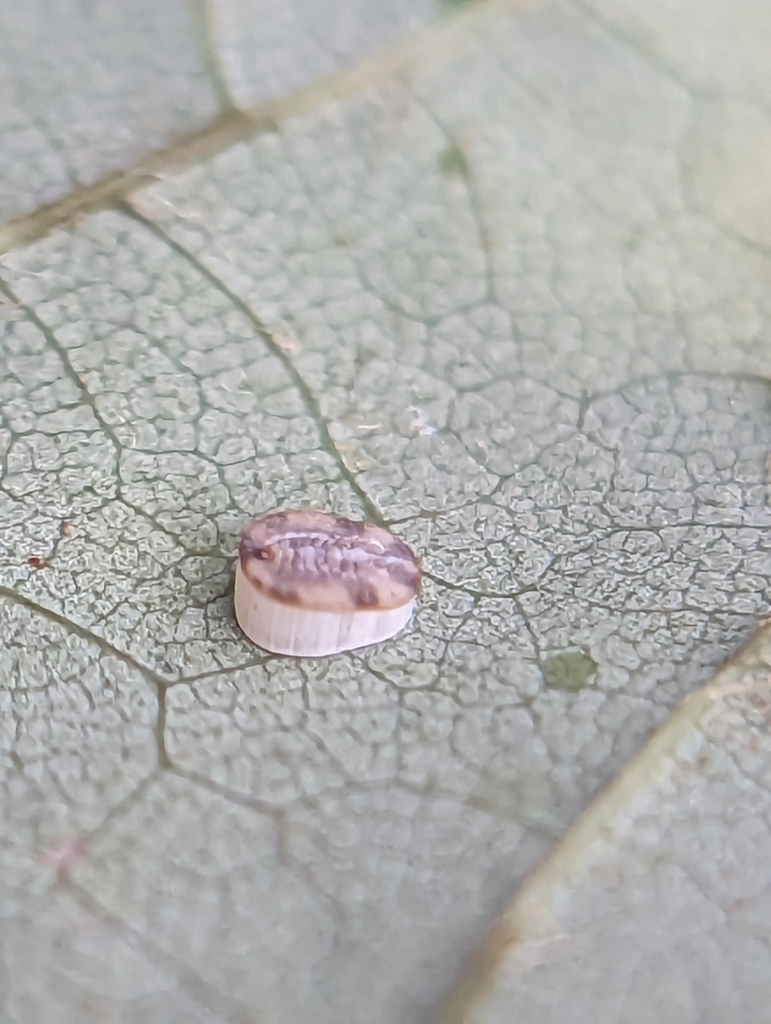 Aleurochiton forbesii