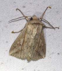 Mythimna decisissima