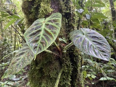 Philodendron verrucosum image