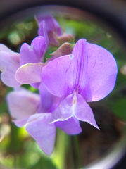 Lathyrus pauciflorus