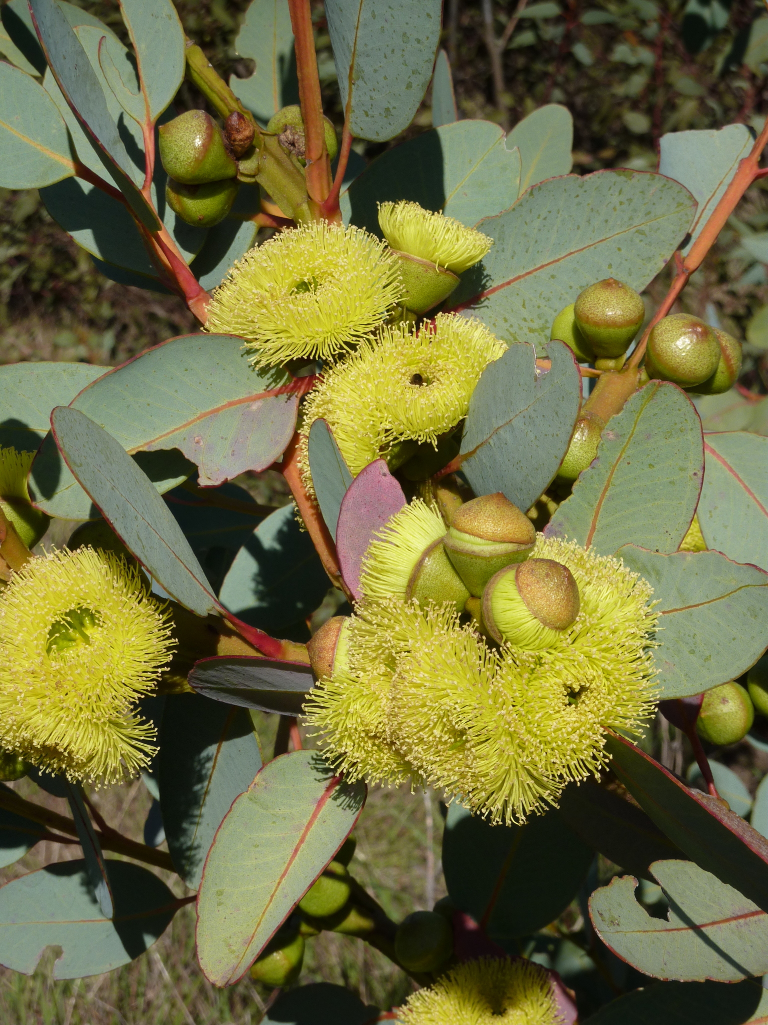 Eucalyptus preissiana
